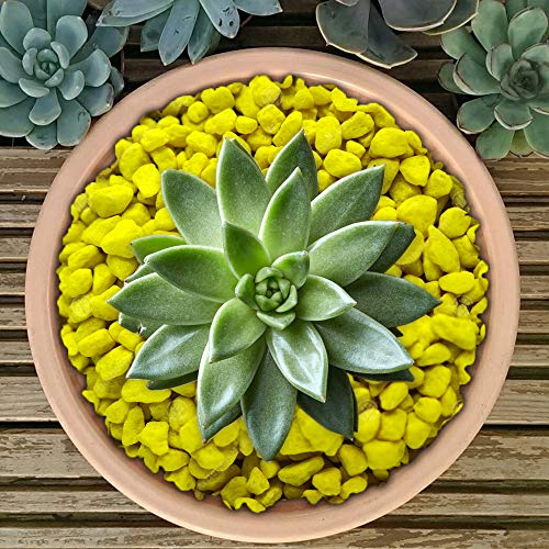 GardenersDream Premium Coloured Plant Pot Garden Gravel - Colourful Stones for Decoration (Yellow, 1kg)