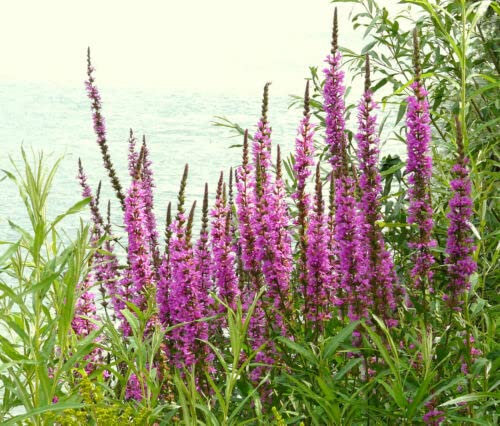 300 Semillas Organica Silvestre Norfolk Común (Lythrum Salicaria) X602 Lilla