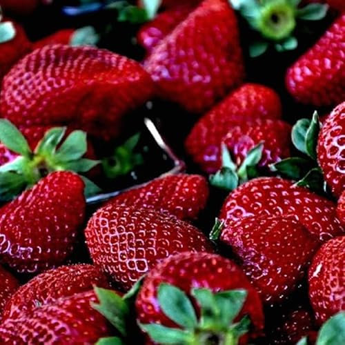Semillas de Fresas DECOALIVE Sobre de Semillas de Fresón para Cultivar en Terraza y Jardín