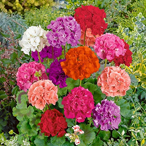 Semillas Geranio PREMIUM Semillas de Flores de Exterior
