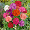 Semillas Geranio PREMIUM Semillas de Flores de Exterior