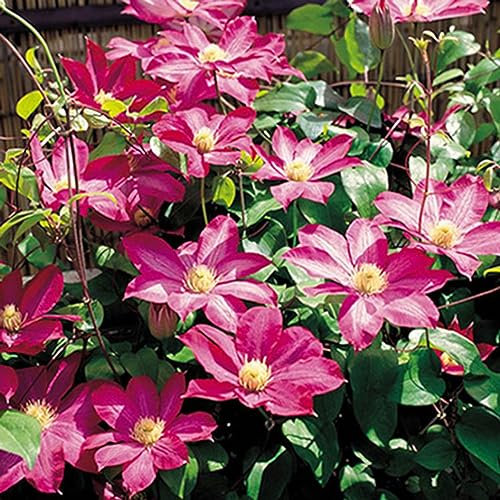 Luojuny Clematis-Samen, 1 Beutel, Clematis-Samen, ästhetisch, DIY, mehrfarbig, Weinreben-Blumenkönigin-Samen für Balkon Rot