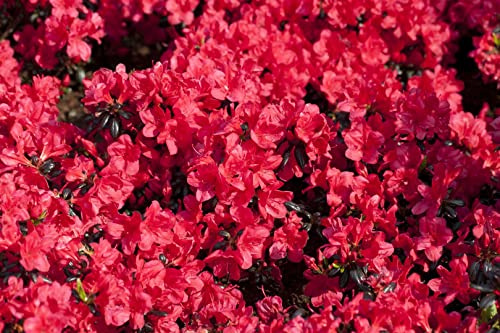 Japanische Azalee Rhododendron obtusum Maruschka 15-20 cm winterhart | Rosa Blüten, kompakter Wuchs, schnittverträglich, pflegeleicht, für sonnige bis halbschattige Standorte