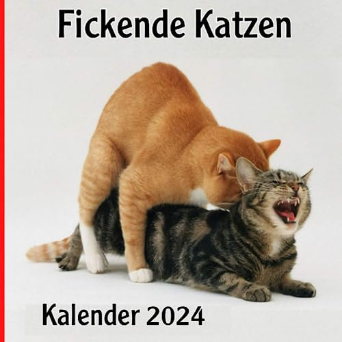 Fickende katzen kalender 2024