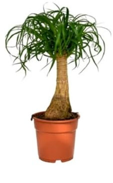 Nolina. Beaucarnea recurvata. Pata de elefante, 35-40 cm. Planta natural decorativa de tronco abultado y hojas largas. Segura Garden.