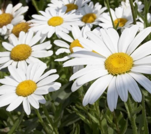 800 SEMI FIORI MARGHERITE GIGANTI REGINA DI MAGGIO FIORE SEEDS SEMILLAS GRAINES