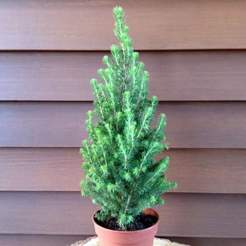 Picea Conica/Zuckerhutfichte 40-60 cm