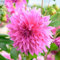 Dahlie Café au Lait Rose | 1 Stück | Knolle | Rosa | 100% Blütegarantie | QFB Gardening