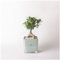 Paola Rolando Bonsai Ficus Ginseng im Glaswürfel Sogno Made in Italy 15x15x35 cm 2 Varianten (1Stk) AVION
