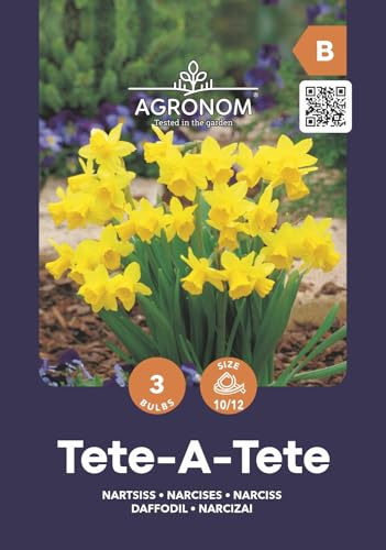 AGRONOM | NARZISSEN - TETE- A-TETE | Mehrjährige Blumenzwiebeln | Schwarz Blumen | Die herrlich duftenden Blüten sind recht groß, einzeln oder konzentriert | Narzissen zwiebeln | 3 Blumenzwiebeln