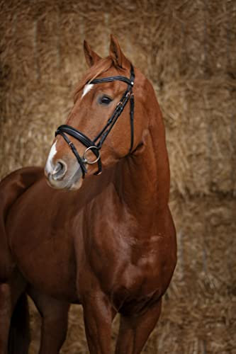 Symantec Norton Bridon Pro Gravur ? Farben ? Schwarz, Größe Pferdeausrüstung ? Pferd