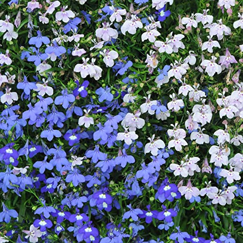 Lobelia Seeds erinus compacta 'String of Pearls' Half-Hardy Annual Blue Purples Pink White Blooms Easy to Grow Your Own Garden Flowers 1x Packet (Approx. 1,000 Seeds) by Thompson and Morgan