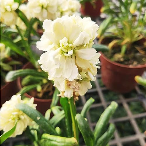 20 pcs veilchen samen - balkonpflanzen winterhart winterharte balkonpflanzen usambaraveilchen,Matthiola incana,Violette pflanzen garten dachbegrünung bienen wiese zimmerpflanzen wenig