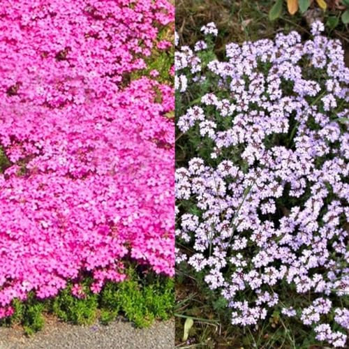 1500 pcs Sandthymian Bodendecker Samen - Blumensamen Bodendecker Winterhart Thymian Samen - Kräuterbeet Für Die Küche, Pflanzensamen Gartenkräuter Gartenpflanzen Indoor Kräutergarten,