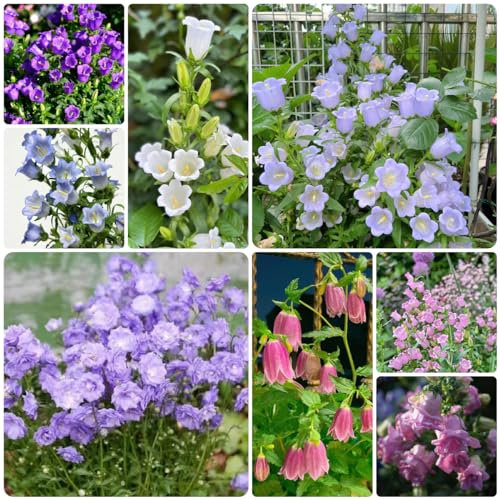 600 pz semi resistenti di campanula, semi fiori, piante resistenti all'esterno Campanula - Campanula media - Regalo di semi di fiori, piante da balcone perenni resistenti piante in