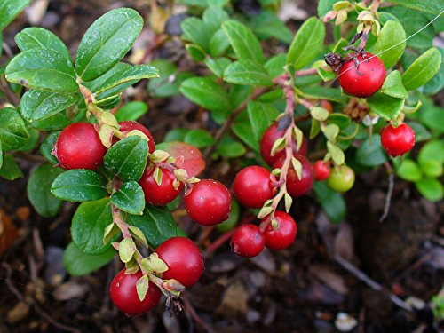 Preiselbeere Vaccinium vitis-idaea Pflanze 5-10cm Preißelbeere Preuselbeere