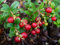 Preiselbeere Vaccinium vitis-idaea Pflanze 5-10cm Preißelbeere Preuselbeere