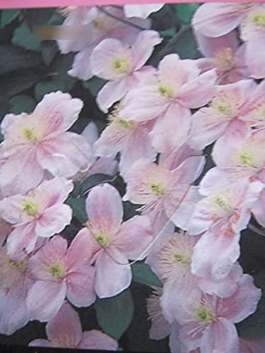 Clematis montana Mayleen - Bergwaldrebe Mayleen