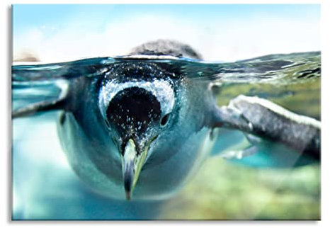 Pixxprint Glasbild, Wandbild aus Echtglas, Pinguin im Wasser, 60x40 cm, inkl. Aufhängung und Abstandshalter