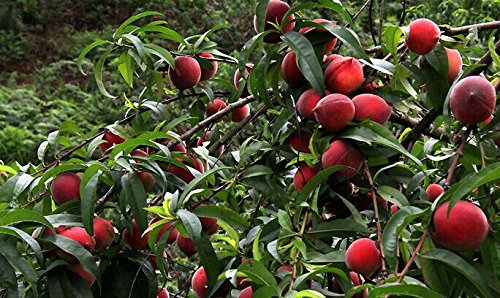 Dwarf Bonanza Pfirsiche, Pfirsichbaum - Pfirsich Samen - Frucht Bonsai Samen - 10 Stück