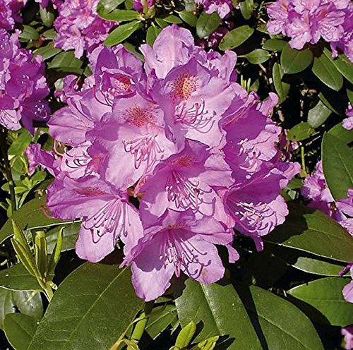 Großblumige Rhododendron Catawbiense Grandiflorum 40-50cm - Alpenrose - lebende Gartenpflanze aus den Baumschulen