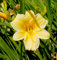 Taglilie Stella d Oro - Hemerocallis