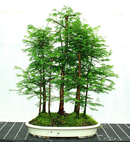 20 Giant Sequoia Seeds all'alba di sequoie più grandi fresco parco naturale albero di alta qualità 100% semi reali