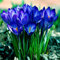 Bulbes de crocus au safran pour la plantation (25, bleu)