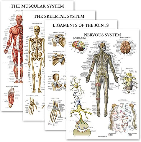 Palace Learning 4er-Pack – Anatomisches Poster-Set – laminiert – Muskel, Skelett, Bänder der Gelenke, Nervensystem – Anatomie-Diagramm-Set (laminiert, 45,7 x 61 cm)