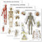 Palace Learning 4er-Pack – Anatomisches Poster-Set – laminiert – Muskel, Skelett, Bänder der Gelenke, Nervensystem – Anatomie-Diagramm-Set (laminiert, 45,7 x 61 cm)