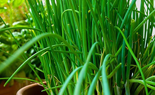 500 Graines de Ciboulette - plante aromatique jardin potager - semences paysannes reproductibles - SemiSauvage