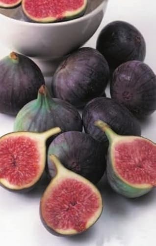 Ficus carica Brown Turkey - Echte Feige Brown Turkey
