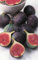 Ficus carica Brown Turkey - Echte Feige Brown Turkey