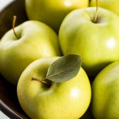 Apple 'Golden Delicious' - Versatile Dessert & Cooking Apple Tree - High Yielding, Easy to Grow, Semi-Dwarf Fruit Tree for UK Gardens - 1x Bare Root by Thompson & Morgan