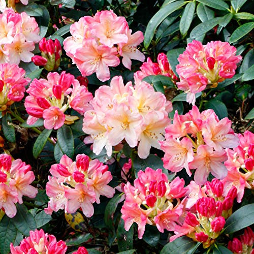 Rhododendron Cunninghams White Hardy Evergreen Bushy Potted Garden Shrub (20-30cm (Incl. Pot))