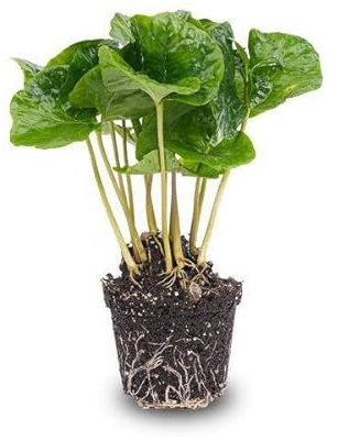 Planta de café - Coffea Arabica - Planta de terrario - Tamaño de maceta 6