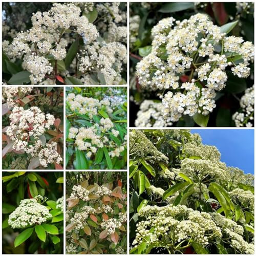 80 pcs heidekraut winterhart samen, kräuterbeet für die küche, pflanzensamen, Photinia serratifolia, heilkräuter samen, balkon beet kräuterbeet indoor, bio samen gartenkräuter, bio