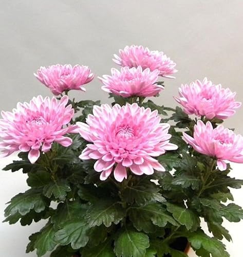 Winteraster Nebelrose - Chrysanthemum Indicum - lebende Gartenpflanze aus den Baumschulen
