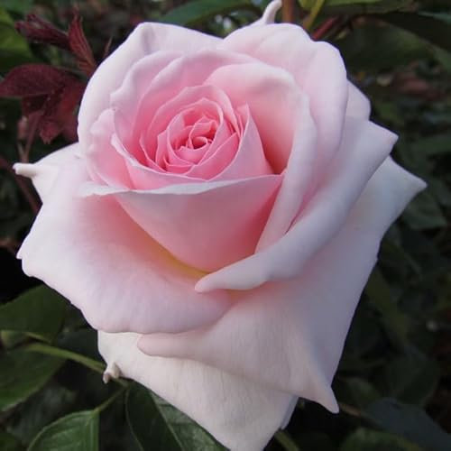 A Whiter Shade of Pale - 5.5lt Potted Hybrid Tea Garden Rose Bush - Large Blushed Pale Pink Blooms, Highly Fragrant, Very Healthy