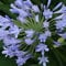 AGAPANTHUS africanus blaue afrikanische Lilie des nil Samt
