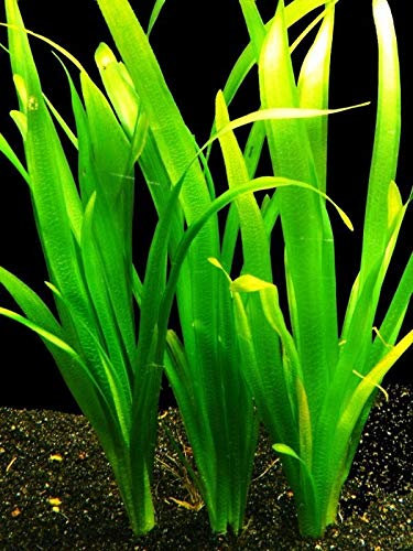 Desconocido Planta DE Acuario.VALLISNERIA Gigante Americana