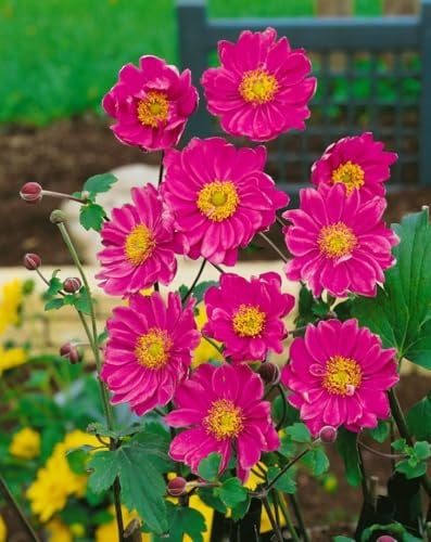 Anemone japonica 'Pamina' 9x9 cm Topf – Winterhart, Mehrjährig, Pflegeleicht – Herbst-Anemone – Staude für Beet & Halbschatten