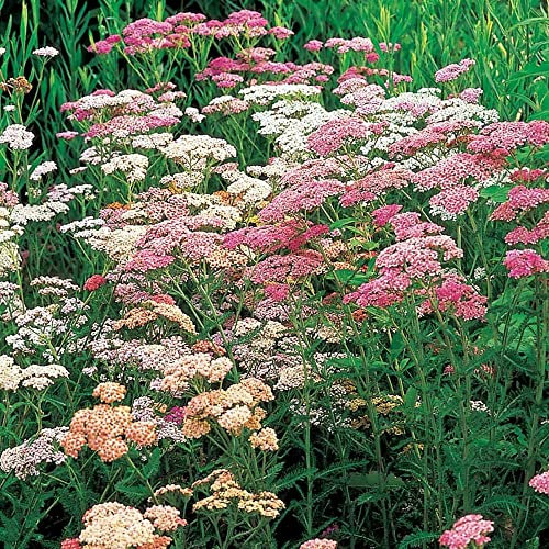 Achillea Colorado, 6 Hardy Perennial Plug Plants