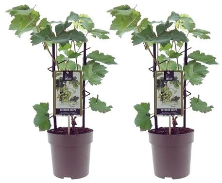 2 Stück Weinrebe 'Bianca' – Vitis vinifera | Weiße Tafeltraube, winterhart & ertragreich | Robust & pflegeleicht | 30–50 cm