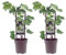 2 Stück Weinrebe 'Bianca' – Vitis vinifera | Weiße Tafeltraube, winterhart & ertragreich | Robust & pflegeleicht | 30–50 cm