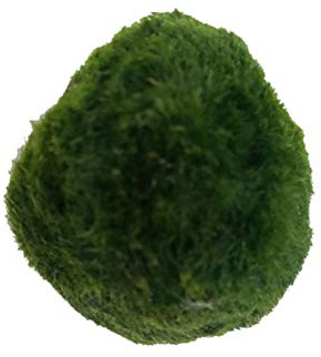 WINBST Java Moss Marimo Moss Ball,Mooskugeln Mooskugel Moosball Aquariumpflanzen MoosbäLle Dekoration Garnelen Nano FüR Marimo Premium QualitäT Moos Balls Aquarium Ornament Dekoration