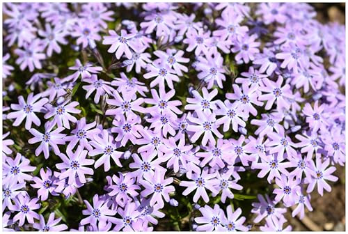 Stauden Gänge 10 x Phlox subulata 'Fabulous Blue Violet' (Winterhart/Staude/Bodendecker/Mehrjährig/Stauden/Immergrün) Blauer Polster-Phlox - Ein Teppich in magischem Blauviolett - Trittfest