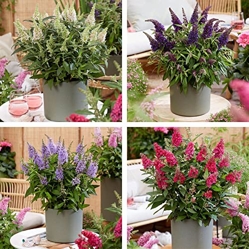 Buddleja Plants Buddleia davidii Dwarf Compact 'Butterfly Candy Collection' 4 Varieties Hardy Shrub Butterfly Bush Easy to Grow Your Own Garden Flowers 4X 9cm Potted Plants By Thompson and Morgan