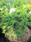Chamaecyparis obtusa Brigitte - Muschel-Zypresse - Lebensbaum