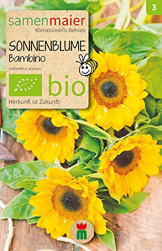 BIO Sonnenblume Bambino Samen - Dekorative Topf- und Beetpflanze - Einjährig, Höhe 35 cm - Aussaat März bis Juli - Inhalt für ca. 20 Pflanzen - Samen Maier